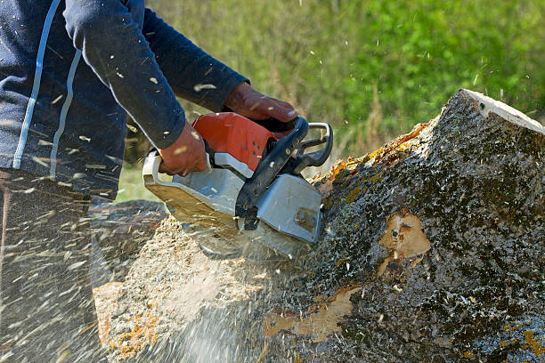 Best Grass Overseeding  in Woodstock, VA